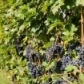 LAMBRUSCO a foglia frastagliata