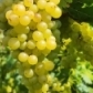 MOSCATO GIALLO